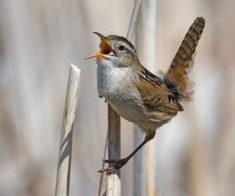 沼澤鷦鷯 沼澤鷦鷯