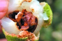 荔枝蛀蒂蟲蟲害