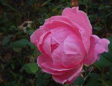 用快門優先拍的月季花