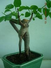 人參榕照片集錦