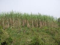 允捧小寨自然村 允捧小寨自然村