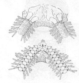 美麗裸蛇尾 美麗裸蛇尾