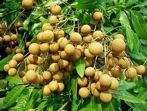 古山2號 古山2號