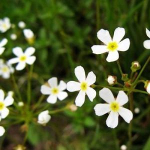 察隅點地梅 察隅點地梅