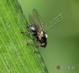 麥稈蠅 麥稈蠅