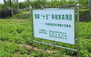 冬凌草生產基地