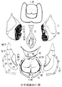 虹吸式口器 虹吸式口器