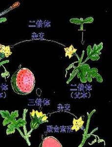 染色體變異 染色體變異