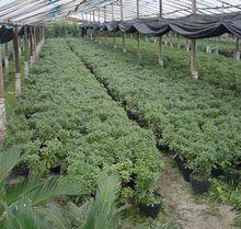 棚內培育的金邊瑞香