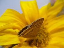 學生們親自栽種的植物