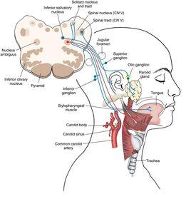 上泌涎核 上泌涎核