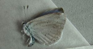 華西琉璃灰蝶 華西琉璃灰蝶