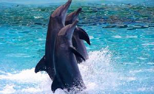 （圖）野柳海洋世界