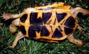 Yellow-headed box turtle