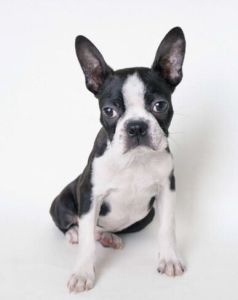 特養動物 特養動物