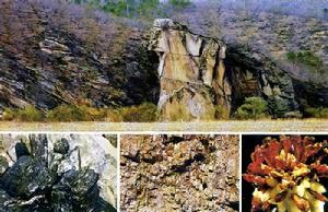 生物富集係數 生物富集係數