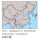 白喉石鵖遷徙圖