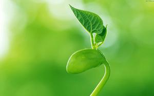 植物[有葉綠素和細胞壁能夠進行自養的真核生物]