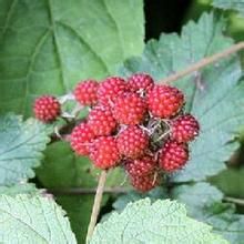 江西懸鉤子 江西懸鉤子