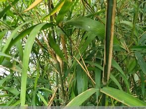 富陽烏哺雞竹 富陽烏哺雞竹