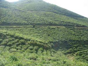 南澗彝族自治縣