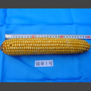 福單2號 福單2號