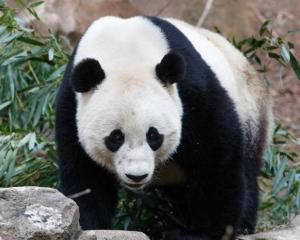 大熊貓寶寶 大熊貓寶寶