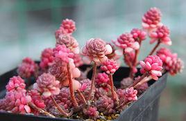 薄毛萬年草 薄毛萬年草