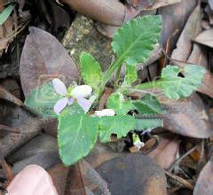 闊萼堇菜 闊萼堇菜