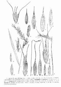 膝曲眼蟲 膝曲眼蟲