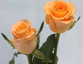 假日公主[薔薇屬栽培品種]