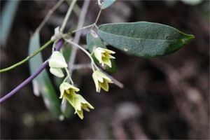 倒卵葉野木瓜 倒卵葉野木瓜