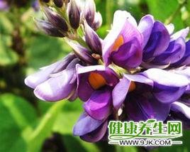 葛根花 葛根花