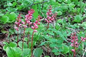 西藏鹿蹄草 西藏鹿蹄草