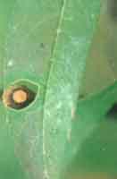 桃褐斑穿孔病 桃褐斑穿孔病