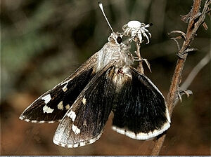 大弄蝶科 大弄蝶科