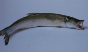 盧盧阿魮 盧盧阿魮