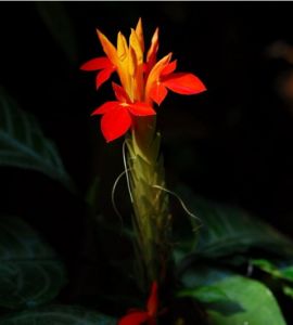 紅單藥花 紅單藥花