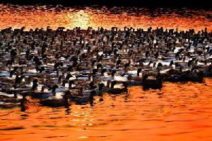 黃河口國家森林公園