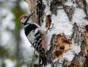白背啄木鳥台灣亞種