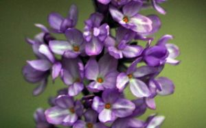 紫花瑞香