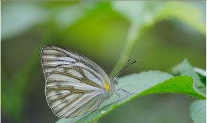 黑脈粉蝶 黑脈粉蝶