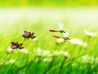 蜻蜓飛舞 蜻蜓飛舞