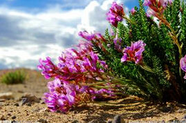 黑毛棘豆 黑毛棘豆