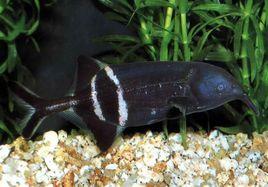 象鼻子魚 象鼻子魚