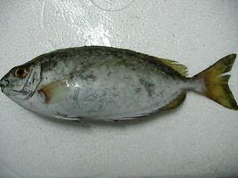 銀藍子魚 銀藍子魚