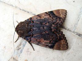 苧麻夜蛾 苧麻夜蛾