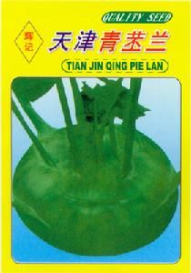 天津青芥 天津青芥