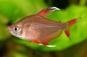 寬眶燈魚 寬眶燈魚