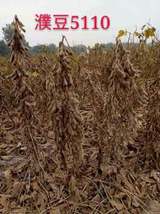 濮豆5110